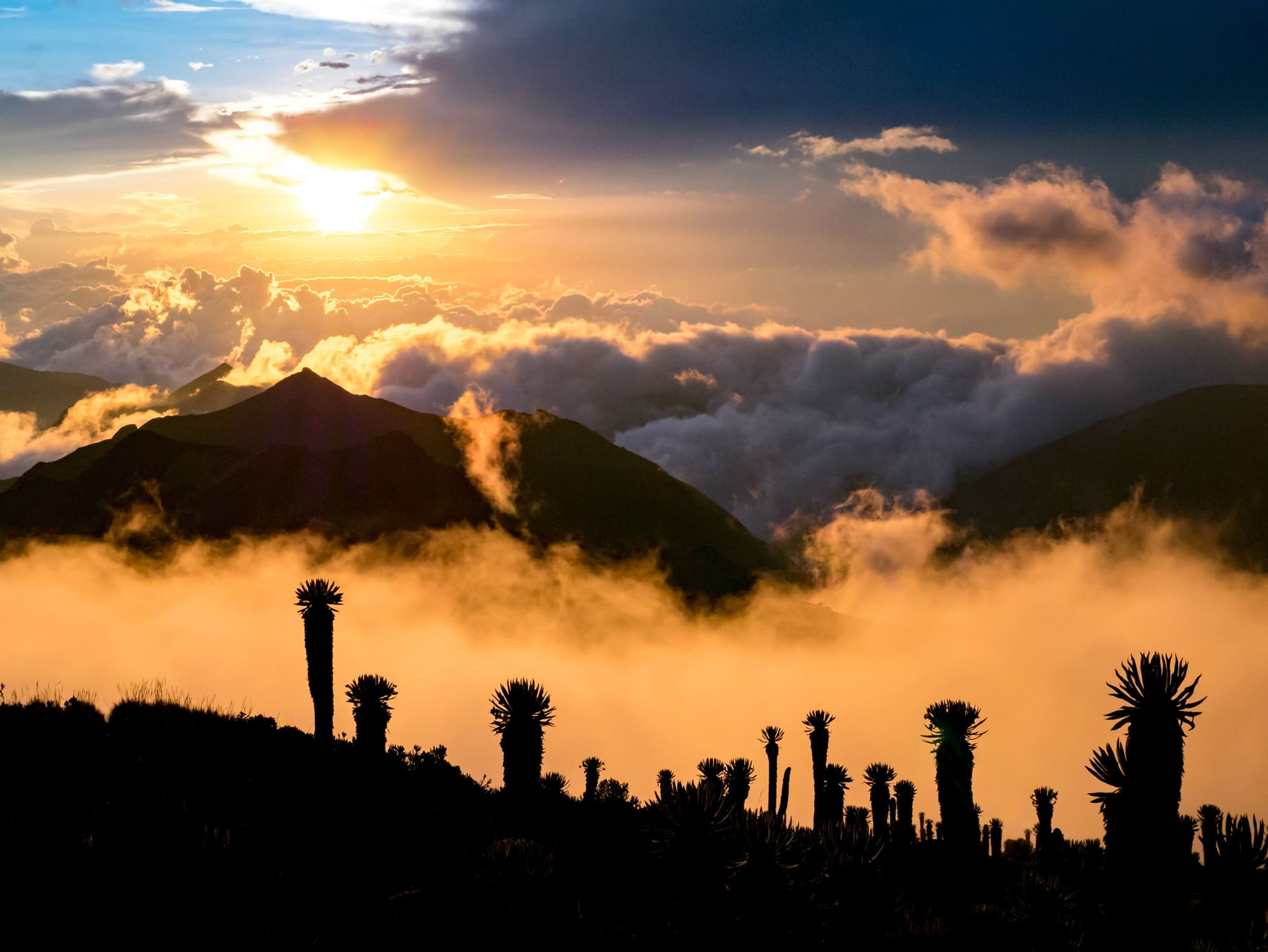 A view from a basecamp in Los Nevados National Park, showcasing a high-altitude ecosystem dense with green frailejones (Espeletia) plants under a cloudy sky with the majestic Nevado del Tolima volcano in the background.